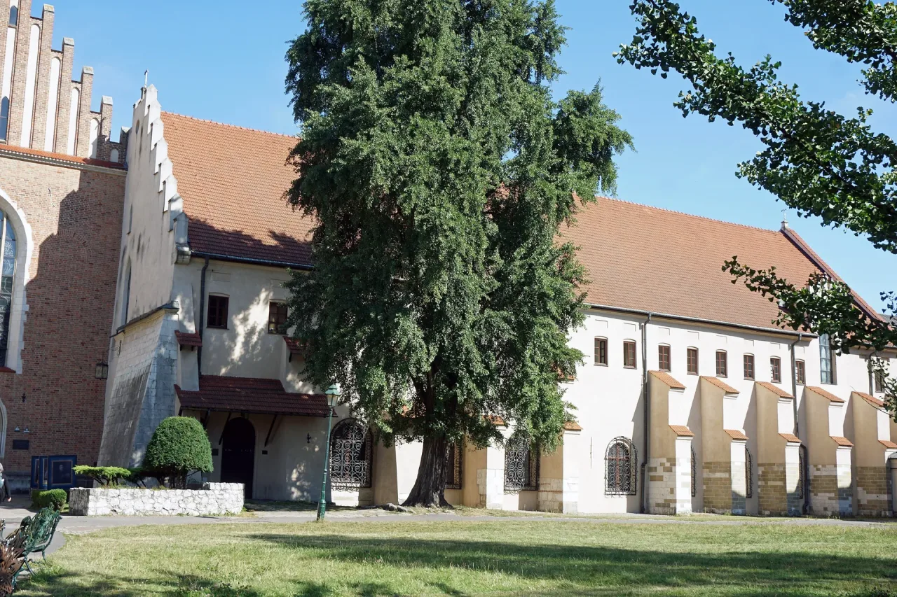 The brick and rendered flank of the Franciscan basilica in Kraków with its buttressed friary range, seen across the garden.
